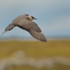 Chaluha prizivna - Stercorarius parasiticus - Arctic Skua 3427